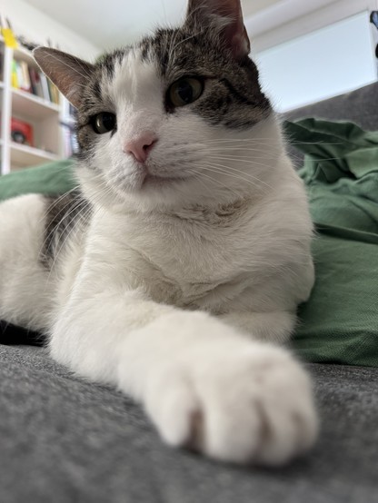 Eine Nahaufnahme einer entspannten Katze mit einem weiß-grauen Fell, die auf einem Sofa mit grauem Stoff liegt. Eine Tatze streckt sich der Kamera entgegen. Im Hintergrund steht ein weißes Bücherregal