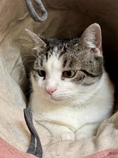 Eine weiß-braun getigerte Katze mit weißem Fell sitzt bequem in einem weichen, hellen Spieltunnel, die Pfötchen liegen vor dem Kopf, die Nase scheint hellrosa 