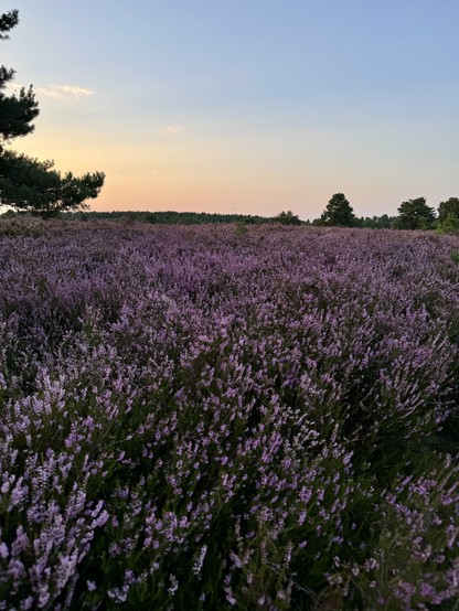 Ein lebendiges Feld aus lila Heidekrautpflanzen unter einem pastellfarbenen Himmel bei Sonnenuntergang, mit Bäumen im Hintergrund.