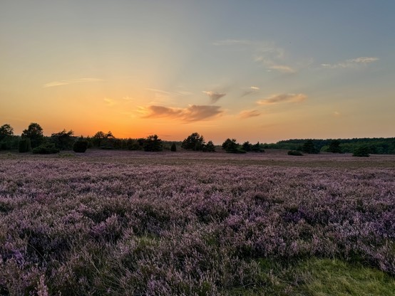 Eine malerische Landschaft mit einem Feld aus blühendem lila Heidekraut unter einem Sonnenuntergang. Der Himmel wechselt von orange zu blau, mit verstreuten Wolken. Im Hintergrund säumen Bäume den Horizont und verstärken die natürliche Schönheit der Szene.